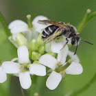 black and white barred bee