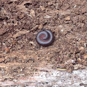 North American Millipede