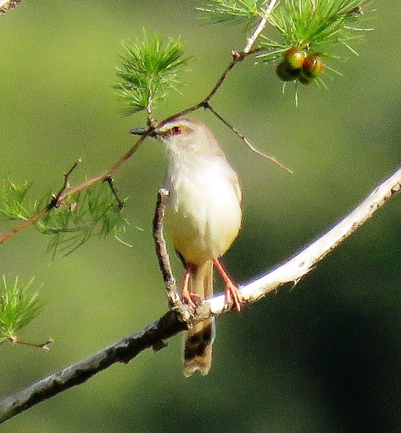 Tawny-flanked Prinia