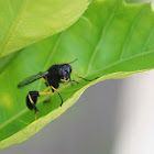 Mud Dauber Wasp