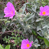 Rock rose