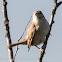 House Sparrow; Gorrión Común