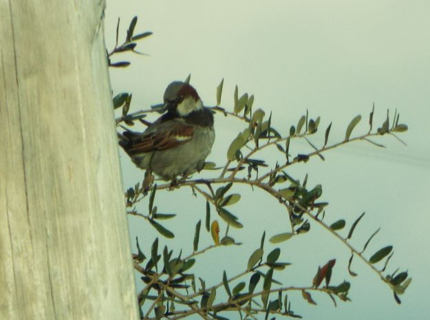 House Sparrow