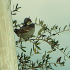 House Sparrow