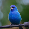 Indigo Bunting