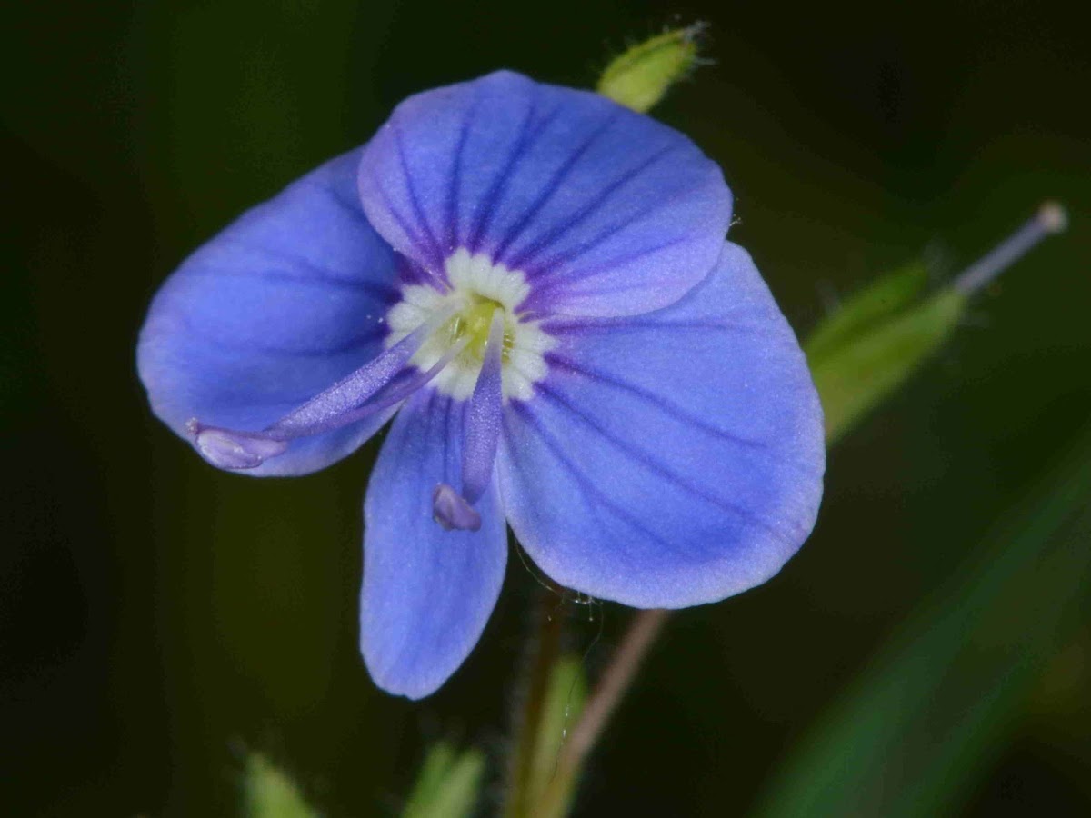 Birds-eye Speedwell