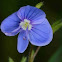 Birds-eye Speedwell