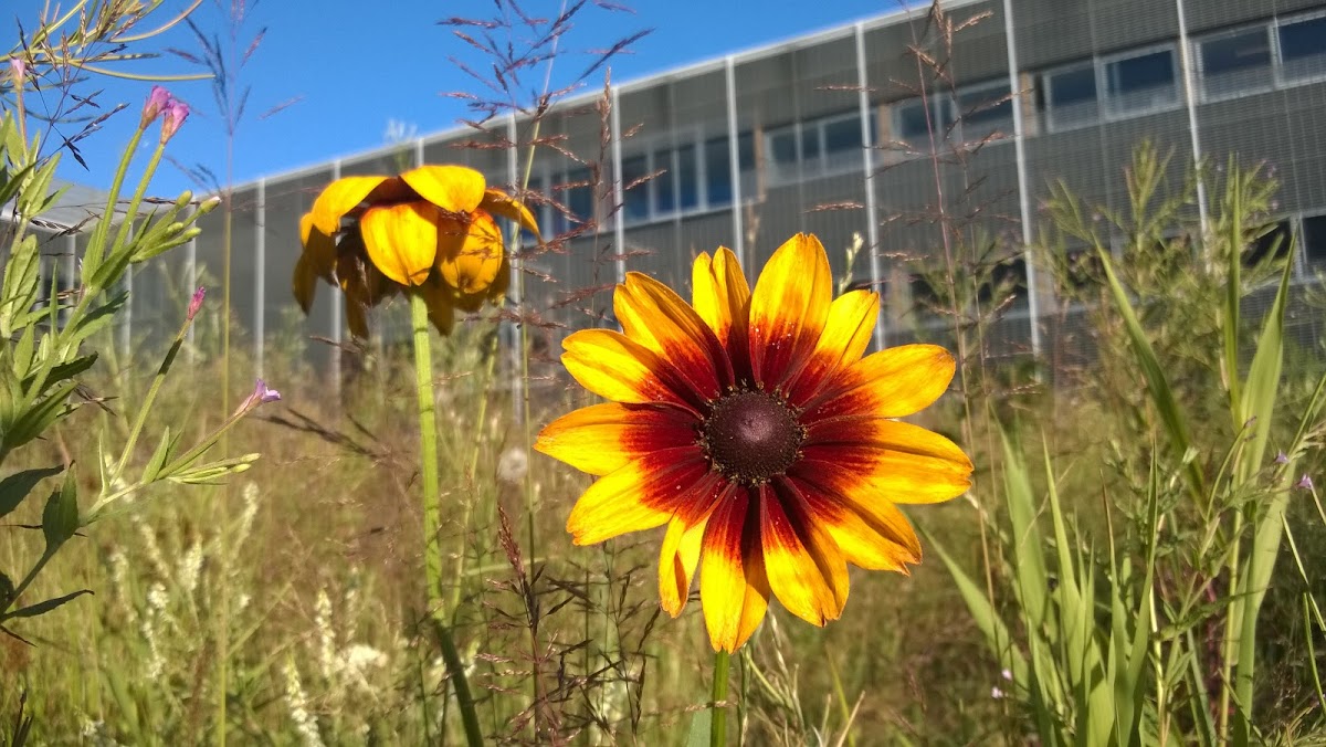 black-eyed susan