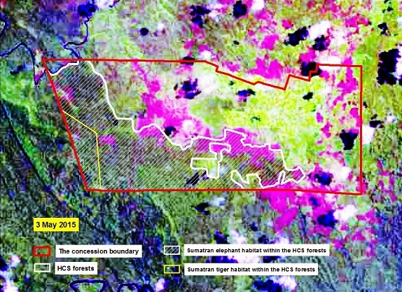 A map showing the distribution of elephant and tiger habitat in the relevant Aloer Timur concession. According to Greenomics, the clearing took place just within the boundaries of the elephant habitat toward the middle of the concession. Image courtesy of Greenomics.