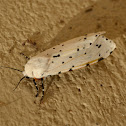 Salt Marsh Moth