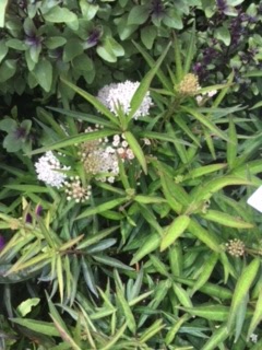 Aquatic Milkweed