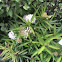 Aquatic Milkweed