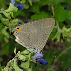 Gray hairstreak