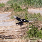 Magpie; Urraca