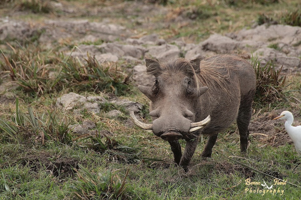 Common warthog