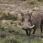 Common warthog