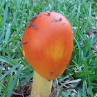 Caesar's Mushroom