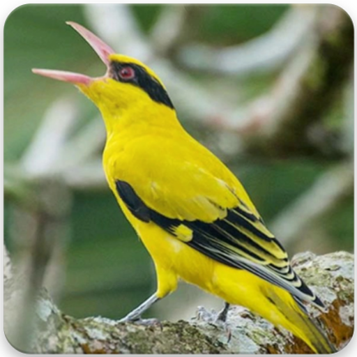 App Insights Suara Burung Kepodang Masteran Burung Kepodang