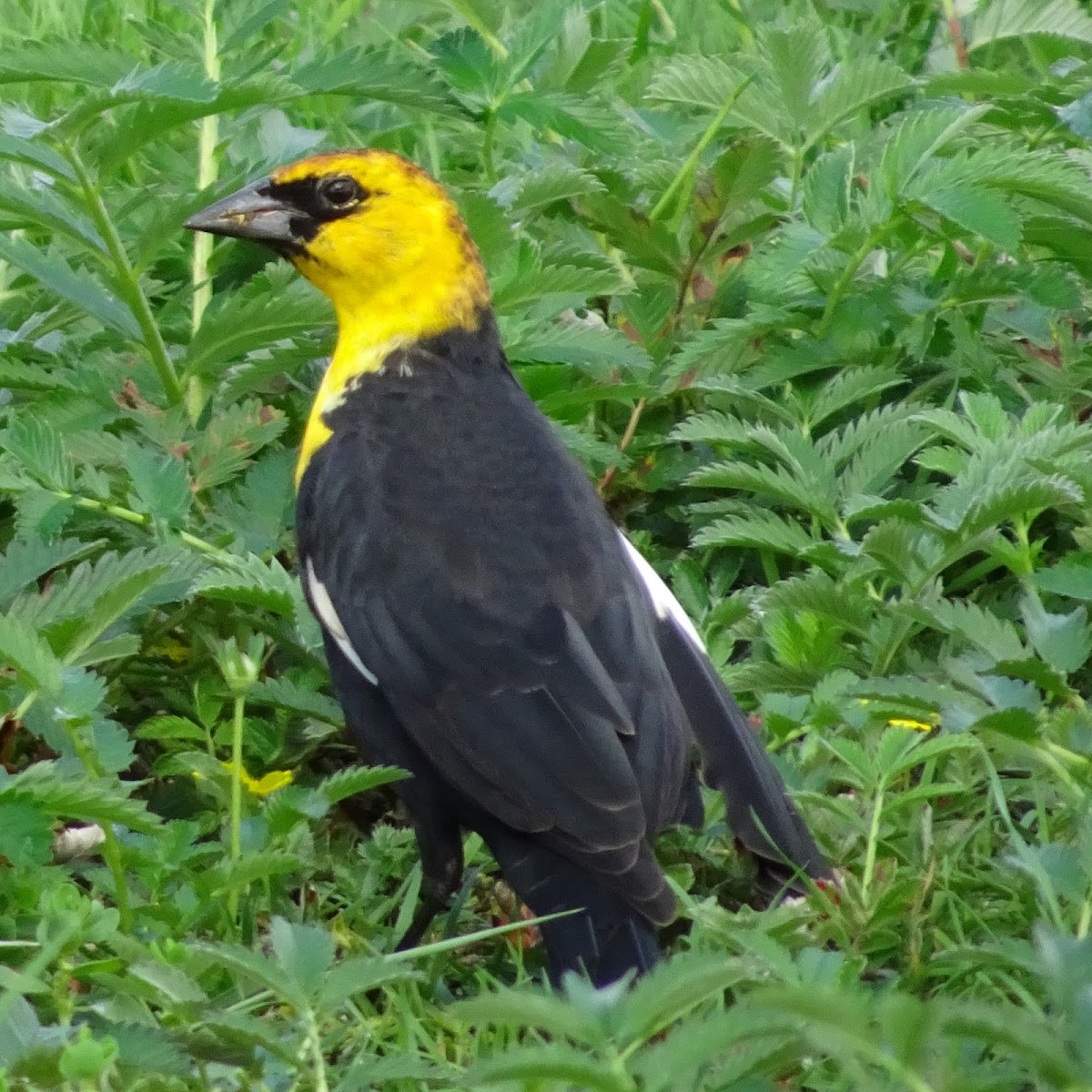 Yellow-headed Blackbird