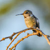 Anna's Hummingbird, Juvenile Male