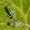 leafhopper