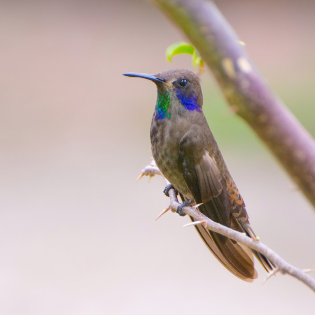 Brown violetear