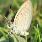 Lesser Grass Blue