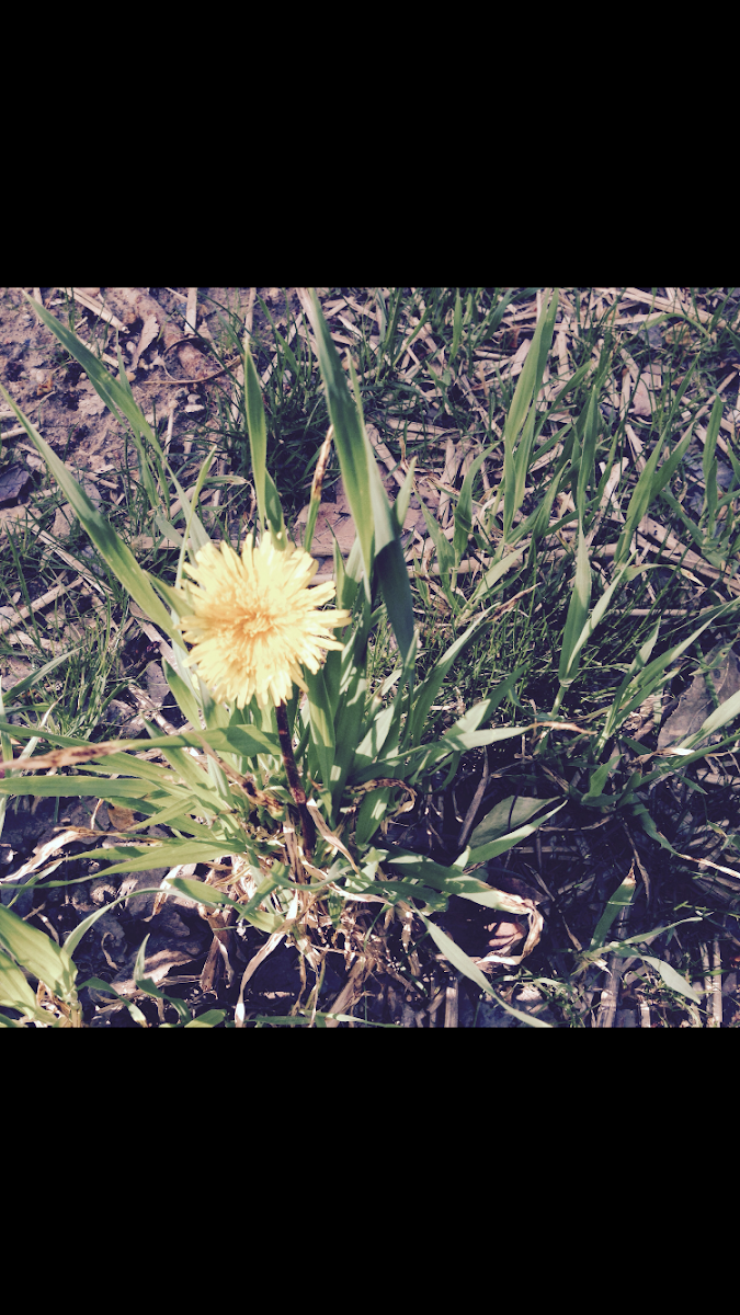 Common Dandelion