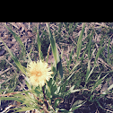 Common Dandelion