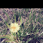 Common Dandelion