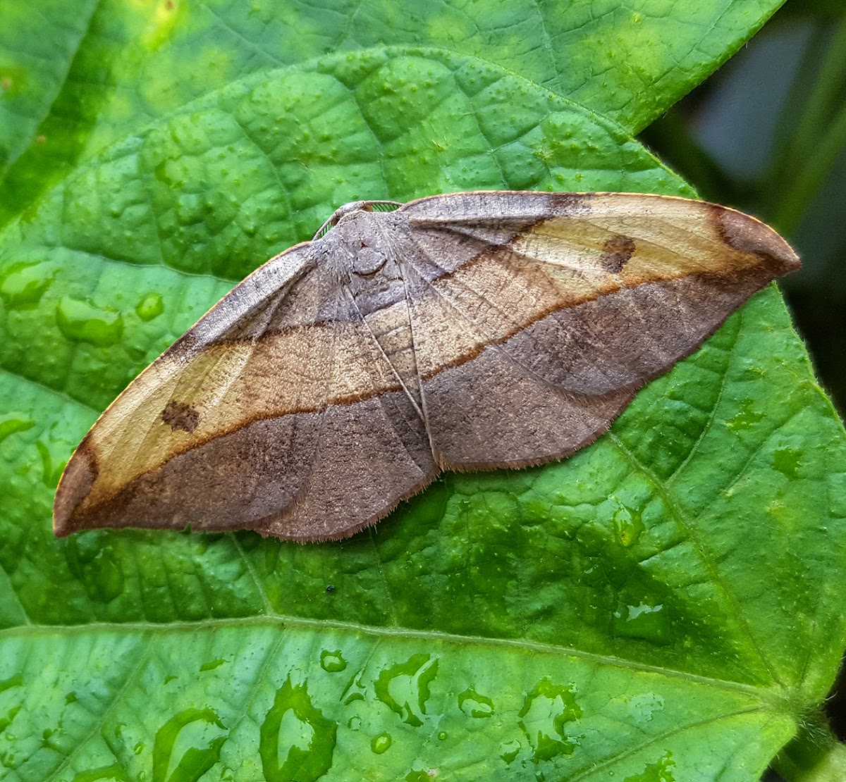 Crescent Tip Geometer