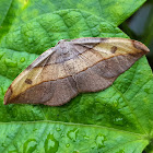 Crescent Tip Geometer