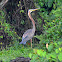 Purple Heron