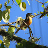 Rufous-bellied thrush