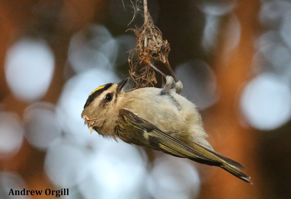 Golden-crowned Kinglet