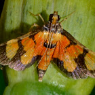 Crambidae Moth