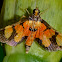 Crambidae Moth