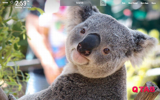 Koala Bear New Tab Koala Bear Wallpapers