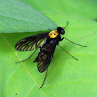 Golden-backed Snipe Fly