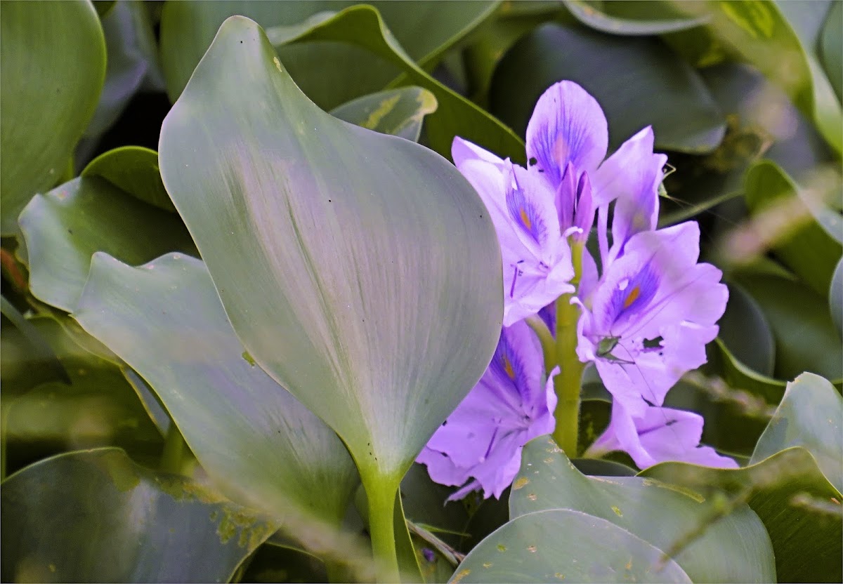 Water Hyacinth