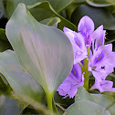 Water Hyacinth