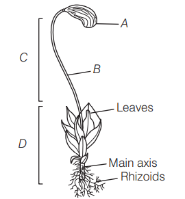 Bryophyta