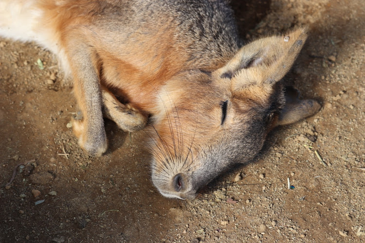 パレットのドライブ・伊豆シャボテン公園・パレットで峠攻め(笑)・子年に関するカスタム事例の投稿画像7枚目