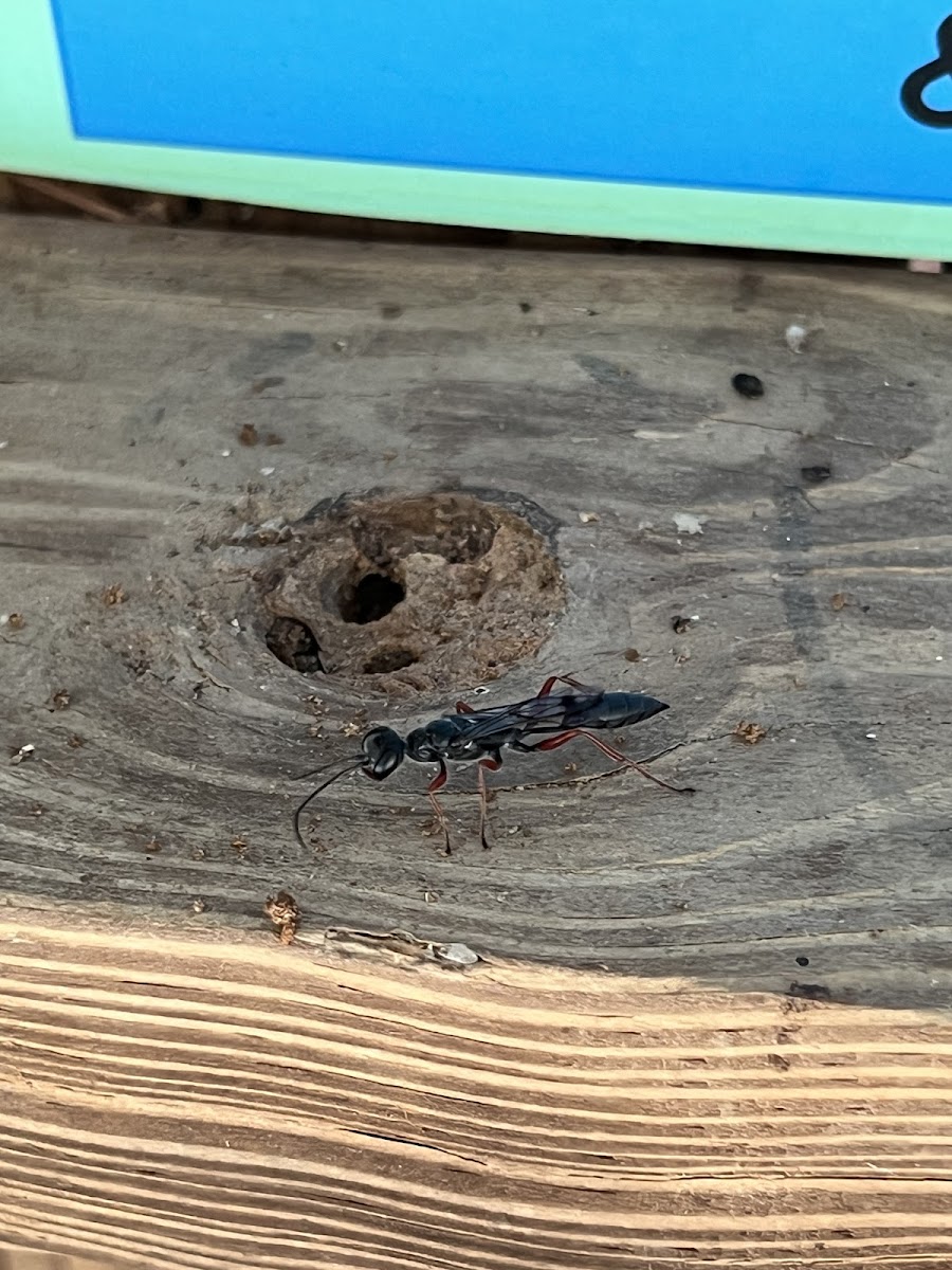 Mud-dauber Wasp