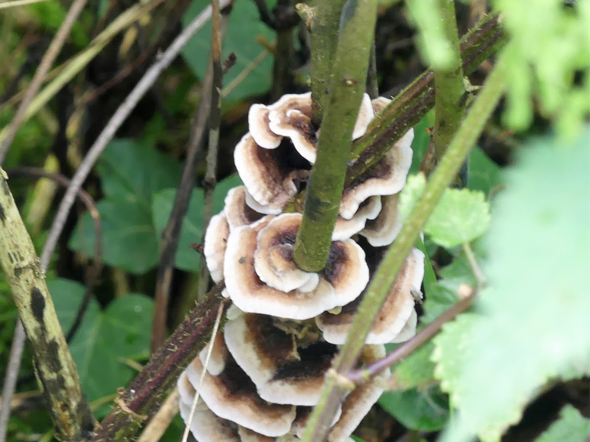 Unknown Fungi