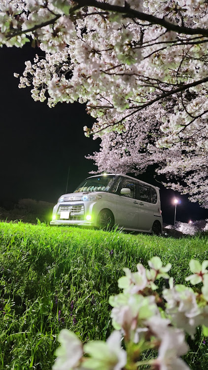 タントカスタムのサクラと愛車・夜桜コラボ・和道 桜五分咲き・桜の季節に関するカスタム事例の投稿画像1枚目