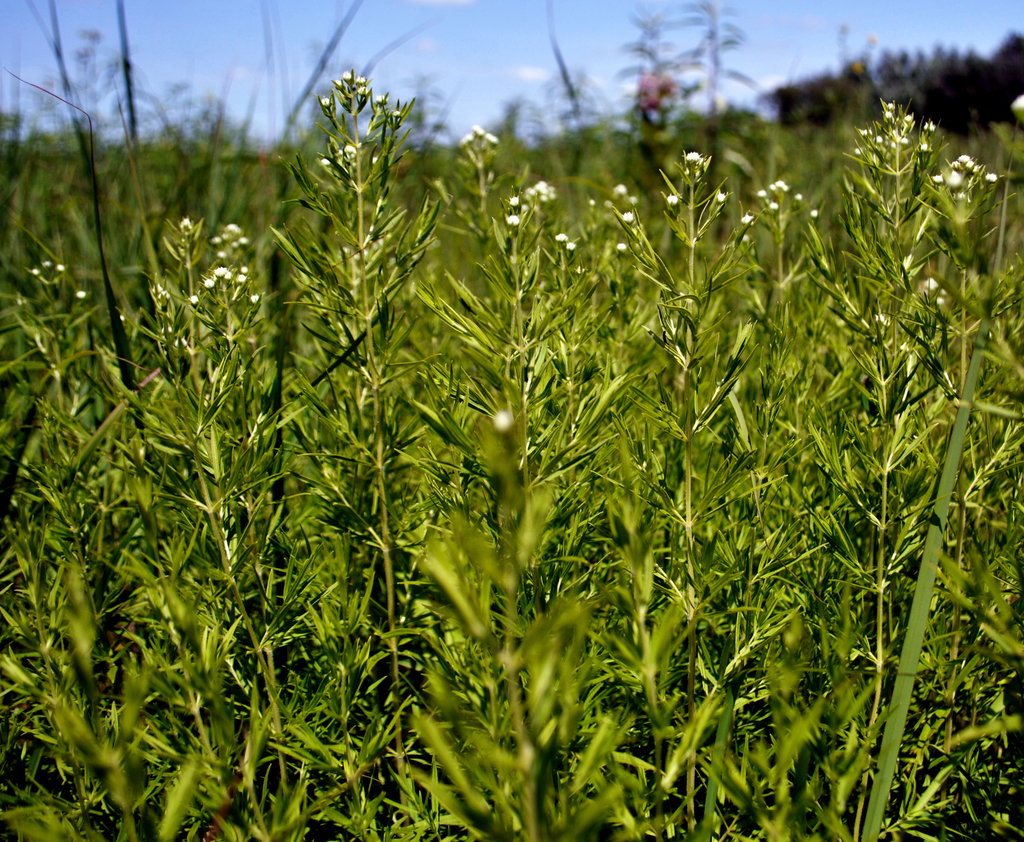 Virginia Mountain Mint