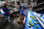 Workers at a Bella Frutta packaging warehouse where two big diesel generators help keep conveyor belts functional, as farmers struggle to produce export-quality fruit due to ongoing power cuts as a result of Eskom's inability to provide electricity to South Africans.