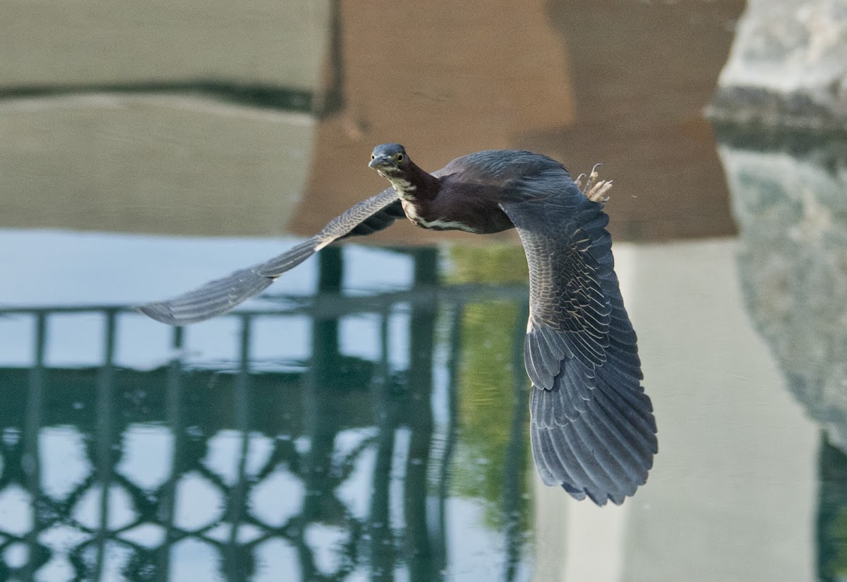 Green Heron