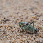 Mormon Cricket